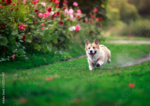 funny puppy dog red Corgi in a red scarf fun running on green meadow flower sticking out your tongue and lifted high legs