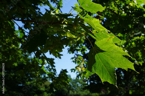 Schlehen in der Natur