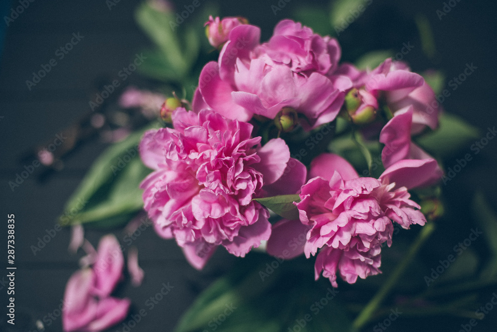 Fototapeta premium Pink pions on the vase