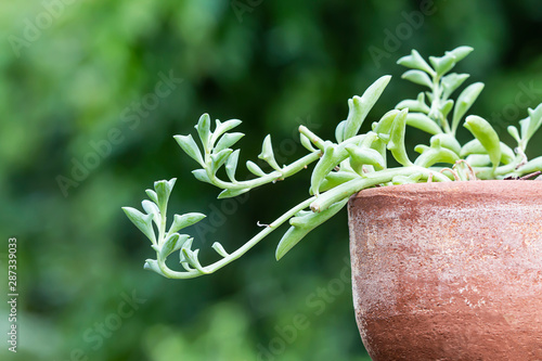 Dolphin Succulents plant (Senecio peregrinus) Dolphin necklace.