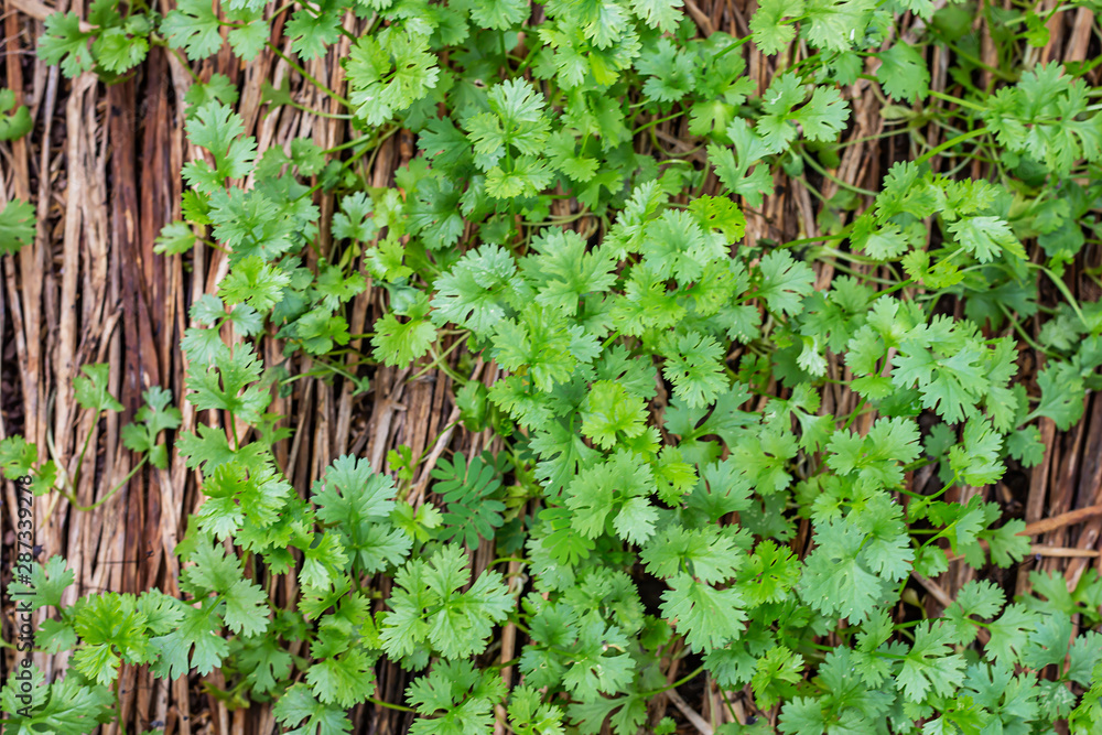 Organic coriander cultivation for safe consumption. Organic coriander cultivation for safe consumption.