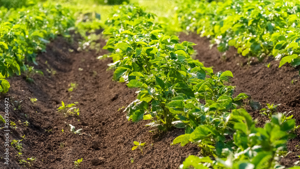 Potato field with green shoots of potatoes. Green leaves of young potatoes grow on beds in ground in garden. Agriculture, organic cultivation of potatoes in spring, summer. Potato field with green shoots of potatoes. Green leaves of young potatoes grow on beds in ground in garden. Agriculture, organic cultivation of potatoes in spring, summer.
