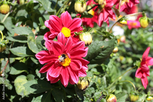 pink dahlia mignon and a bee