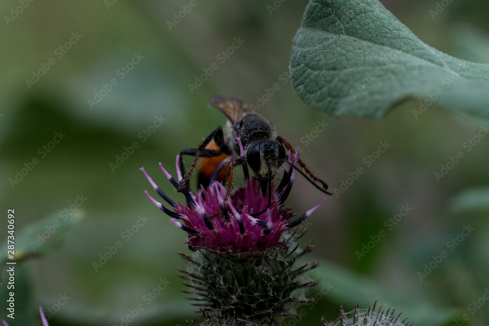 close up wasp bee or hornet with details on a natural flower plant in the garden close up wasp bee or hornet with details on a natural flower plant in the garden