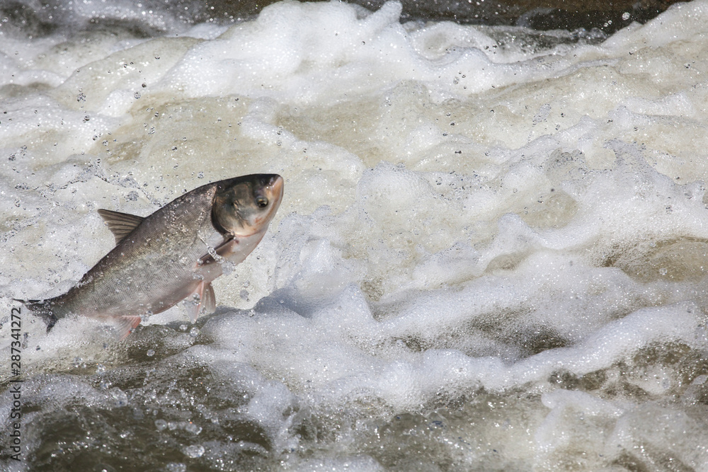 Fototapeta premium fish jump fresh water background 