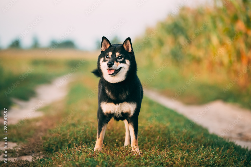 Black And Tan Shiba Inu Dog Outdoor In Countryside Road. Stock-Foto | Adobe  Stock