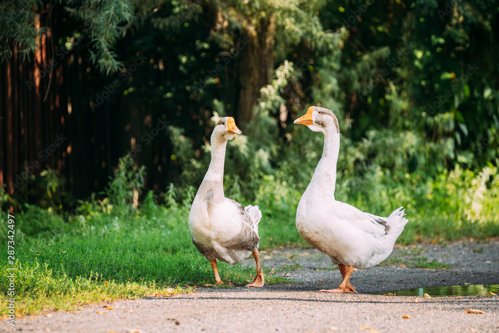 Two White Farm Geese Goose Walking In Farm Yard In The Countryside Two White Farm Geese Goose Walking In Farm Yard In The Countryside