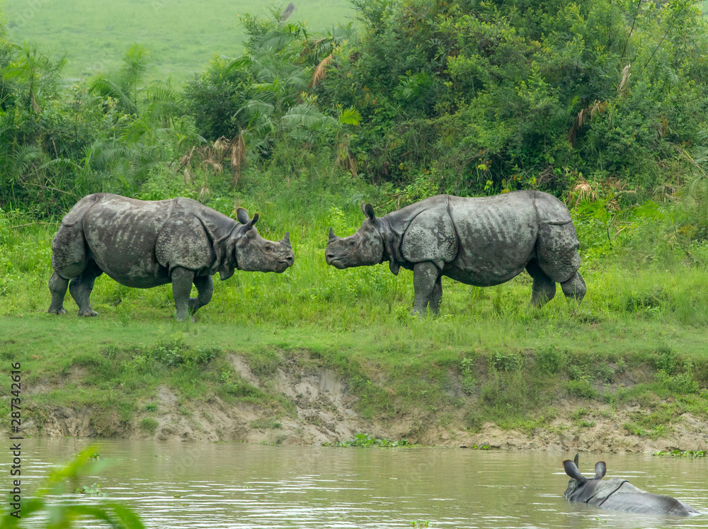 Fototapeta premium Rhino