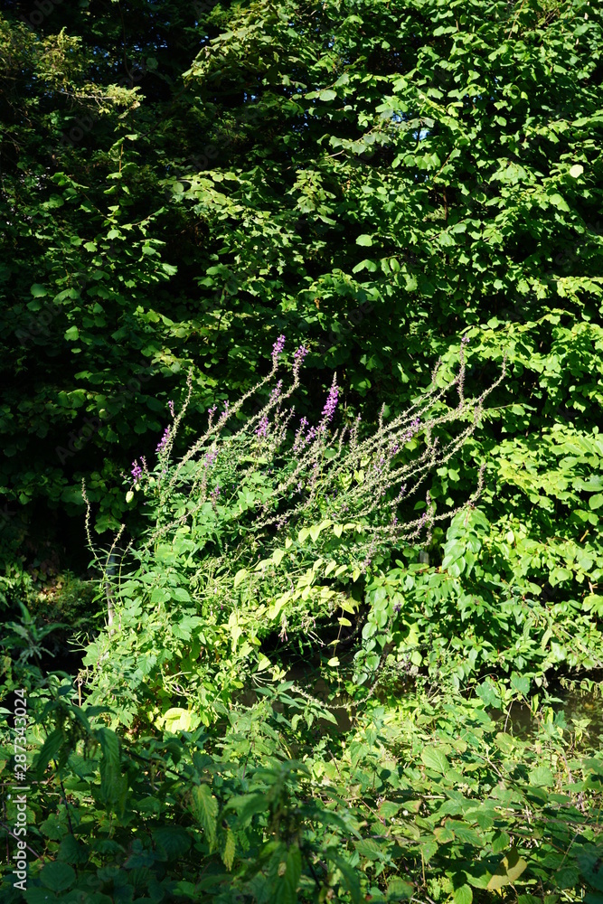 nature nature