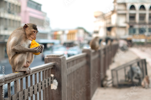 Photography A cute monkey lives in Lopburi city in Thailand, thousands of macaque monkeys li