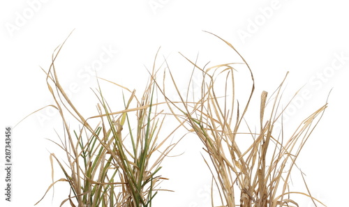 Dry  withered grass isolated on white background with clipping path