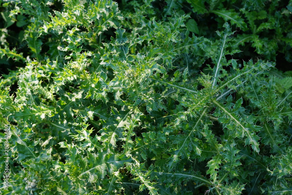 nature nature