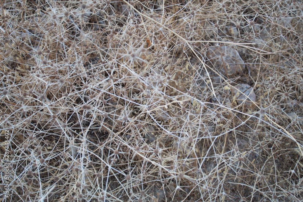 Autumn grass abstract background. Autumn grass abstract background.