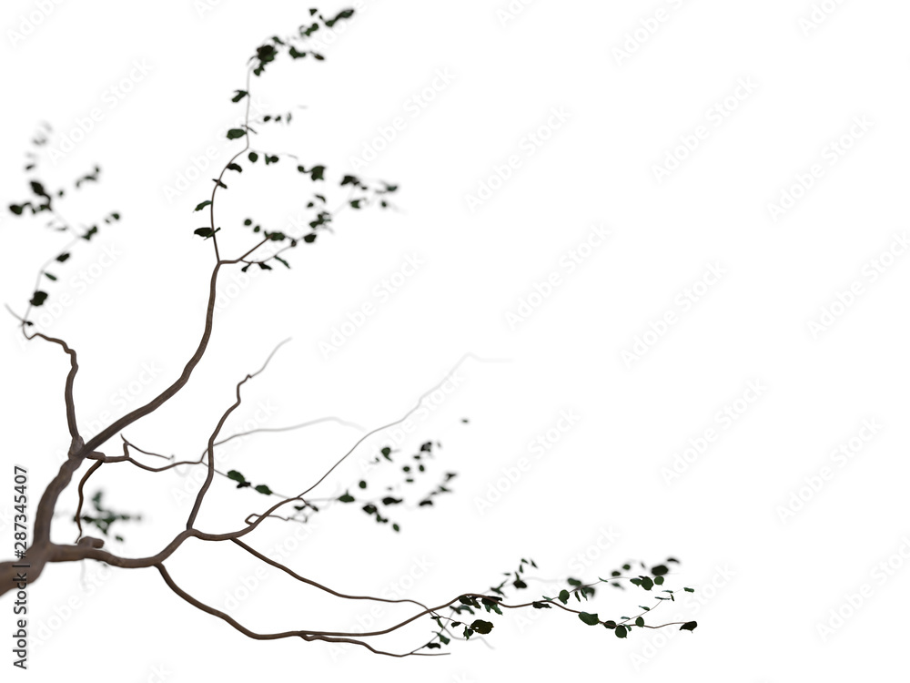 Obraz premium Bonsai Baum ausschnitt I Decoration element