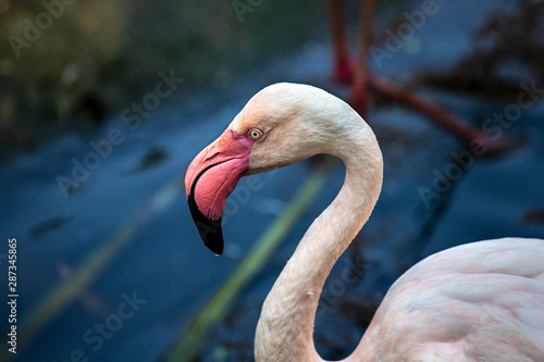 Close-up of rosy colored flamingo waterbird wading in the river, neck und head detail.