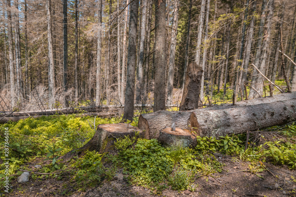 ecological catastrophy. Illegal deforestation and further environmental problems of the planet ecological catastrophy. Illegal deforestation and further environmental problems of the planet