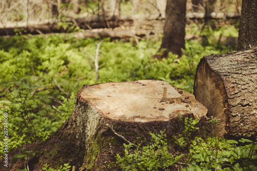 ecological catastrophy. Illegal deforestation and further environmental problems of the planet