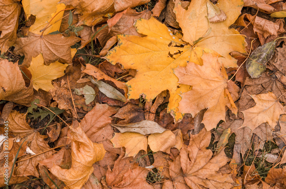 Obraz premium Background fallen maple leaf close-up. Dry fallen leaf. Autumn landscape.