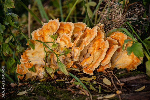 Close-up of golden-yellow bracket fungus (Chicken of the Woods) on the tree