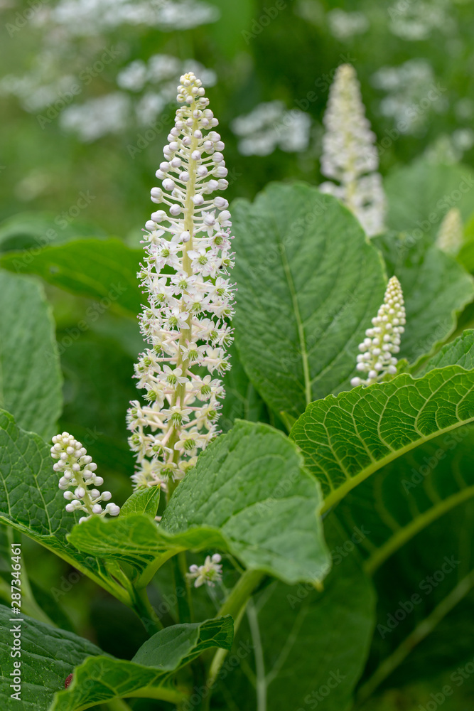 Grüne Kermesbeere mit weißen Blüten beim Blühen Grüne Kermesbeere mit weißen Blüten beim Blühen