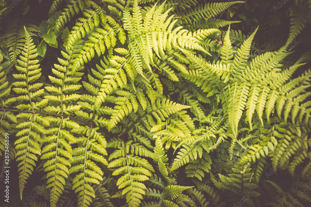 Close up of beautiful ferns leaves green foliage in the forest