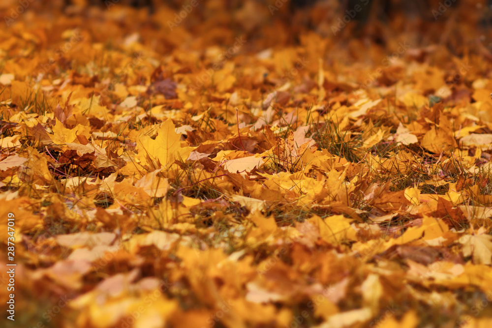 Autumn fallen leaves on the ground in the forest. Seasonal picturesque background Autumn fallen leaves on the ground in the forest. Seasonal picturesque background