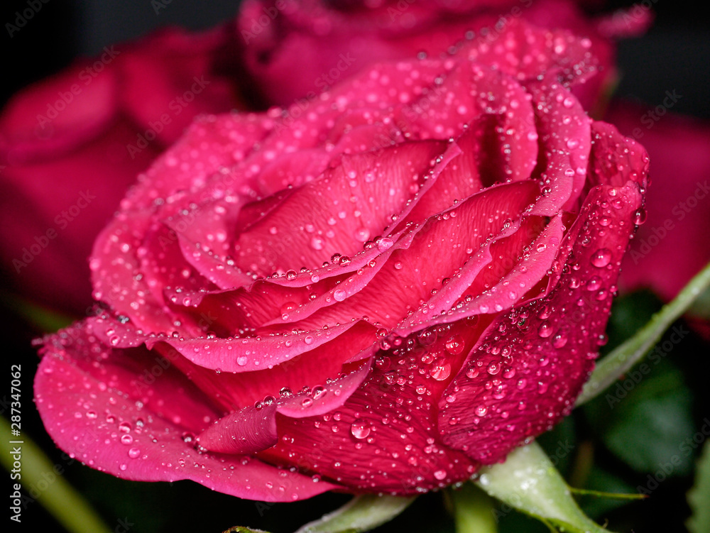 Fresh and beautiful red rose with water droplet, Close up, Selective focus.