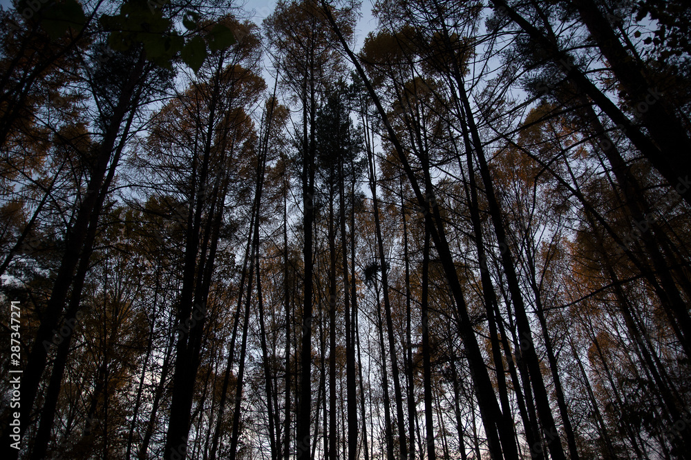 Gloomy pine forest Gloomy pine forest