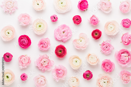 Beautiful colored ranunculus flowers on a white background. Spring greeting card.