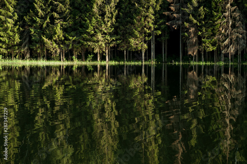 Coniferous forest on the lake in the first rays of the sun in the morning. Trees at sunrise with reflection in the water.