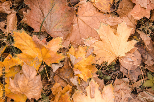 Background fallen maple leaf close-up. Dry fallen leaf. Autumn landscape.
