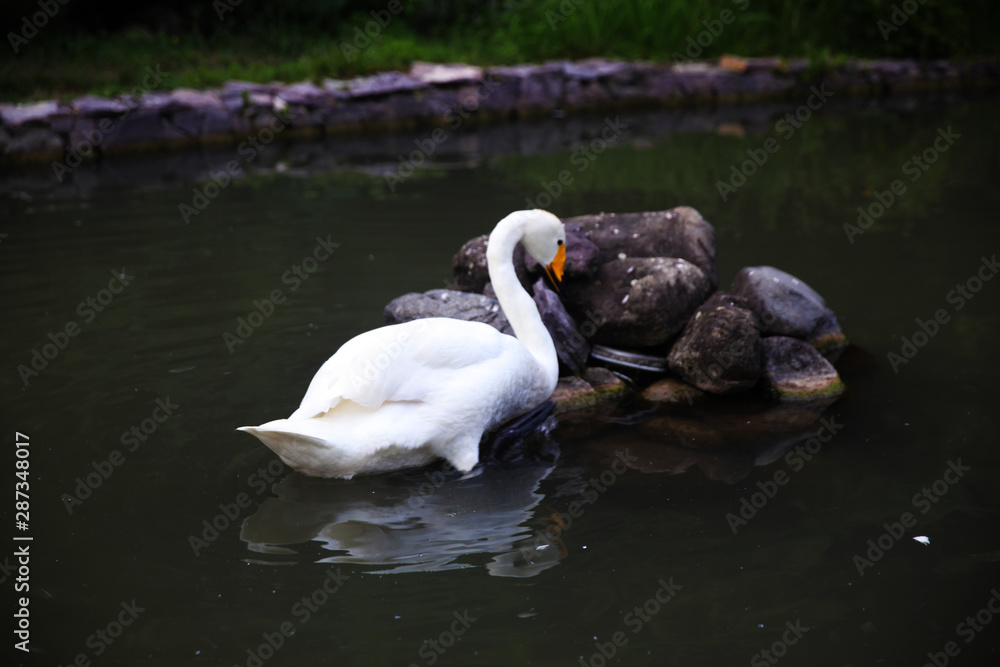 Fototapeta premium White duck floating on the water. Duck on the lake