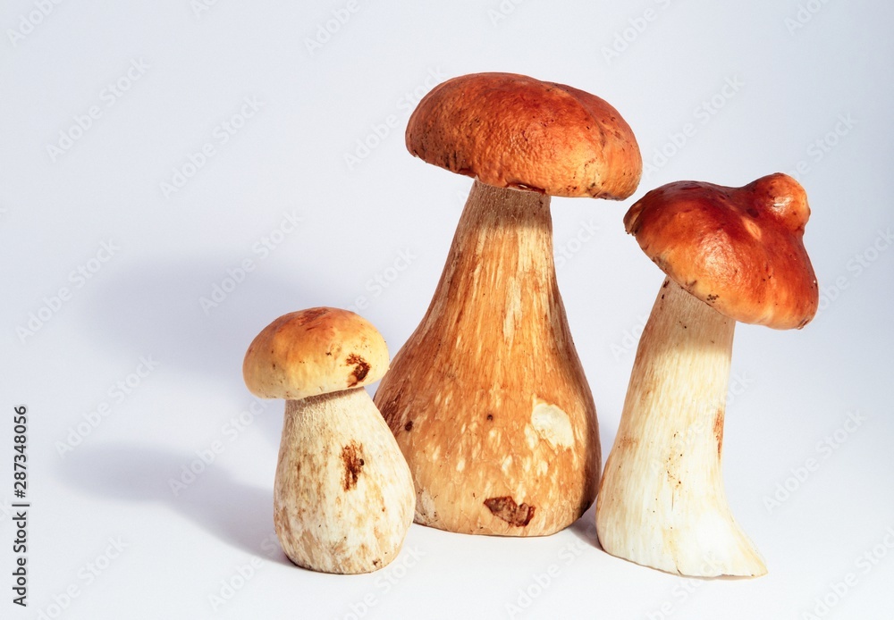Boletus edulis king bolete isolated on white background close up porcini Boletus edulis king bolete isolated on white background close up porcini