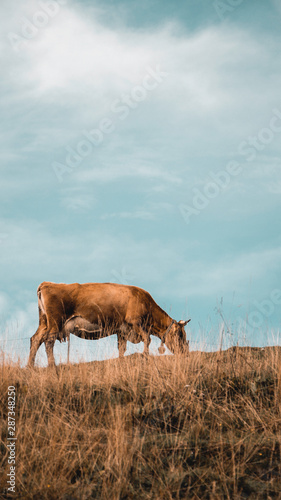 cows on pasture © Matej