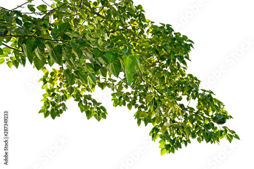 green leaves and branches isolated on white background