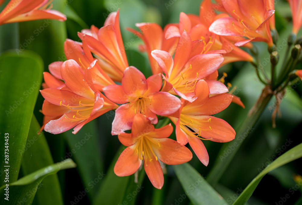 Fototapeta premium Cluster of orange clivia flowers in garden