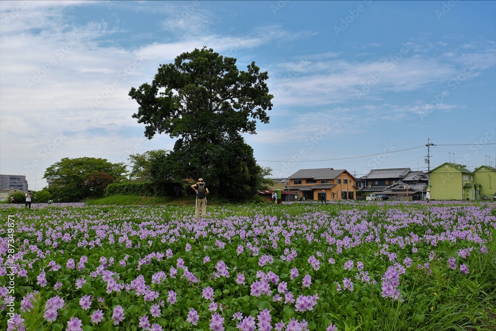 本薬師寺跡のホテイアオイ