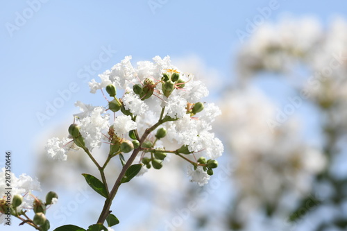 白い花 サルスベリ