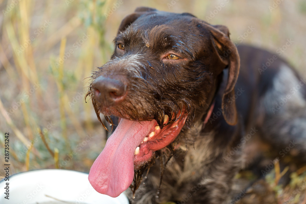 German hunting watchdog drathaar, Beautiful dog portrait on the hunt German hunting watchdog drathaar, Beautiful dog portrait on the hunt
