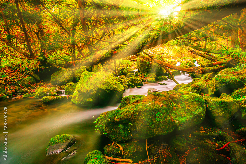 Waterfall among many foliage, In the fall leaves Leaf color change In Yamagata, Japan.Japanese Hot Springs Onsen Natural Bath Surrounded by red-yellow leaves. In fall leaves fall in Yamagata. Japan.