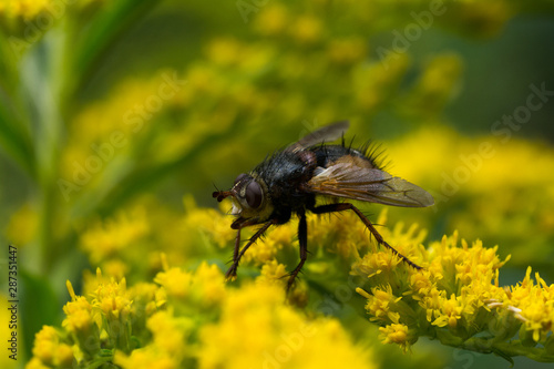 close up of fly with detail on a leaf of a flower plant