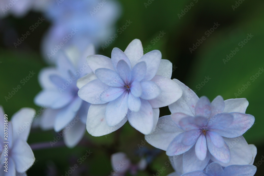 紫陽花 スミダノハナビ 紫陽花 スミダノハナビ
