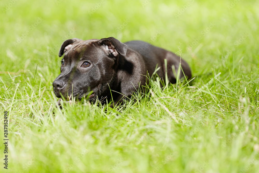 Staffordshire bull terrier male puppy three months old in park Staffordshire bull terrier male puppy three months old in park