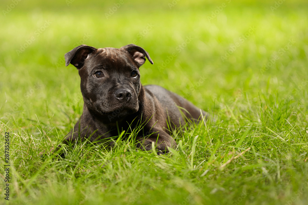 Staffordshire bull terrier male puppy three months old in park