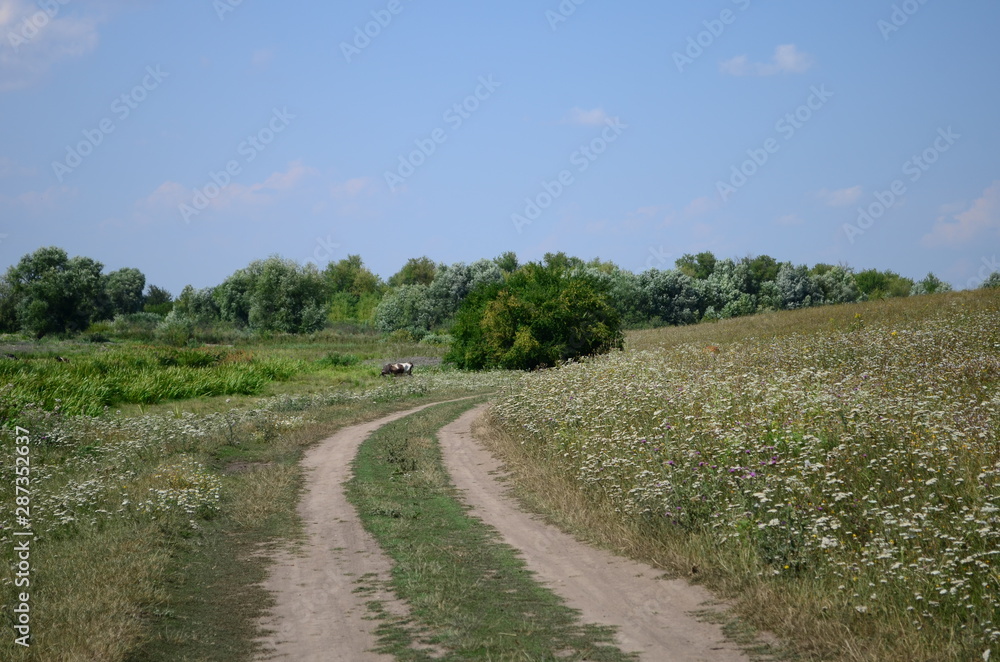 Summer landscape road in the field with glass and flowers