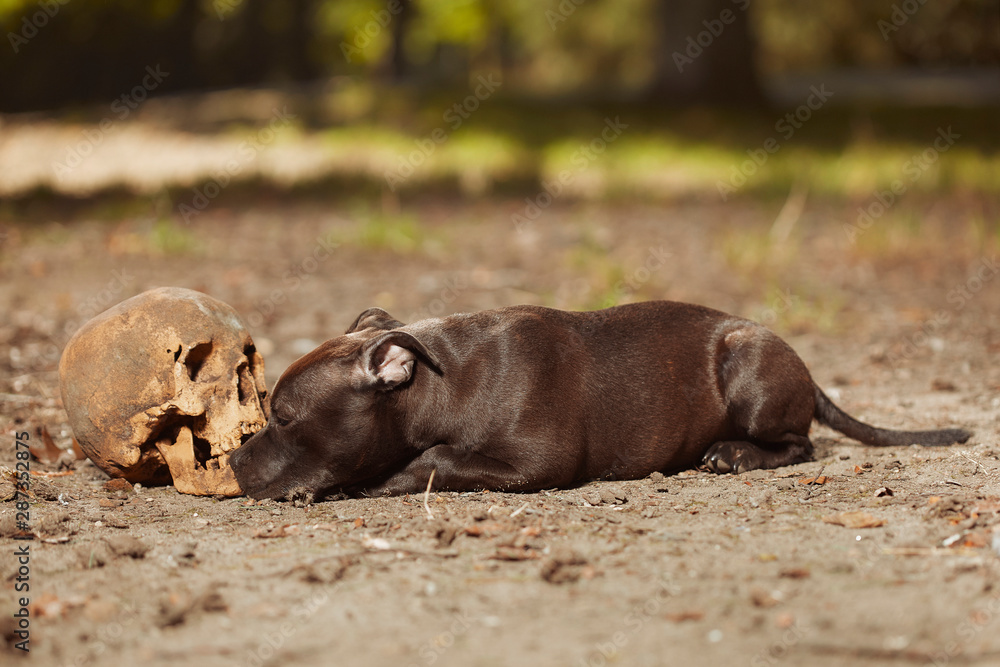 Staffordshire bull terrier male puppy with human skull Staffordshire bull terrier male puppy with human skull