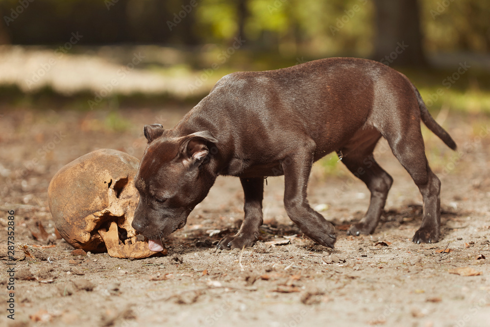 Staffordshire bull terrier male puppy with human skull Staffordshire bull terrier male puppy with human skull