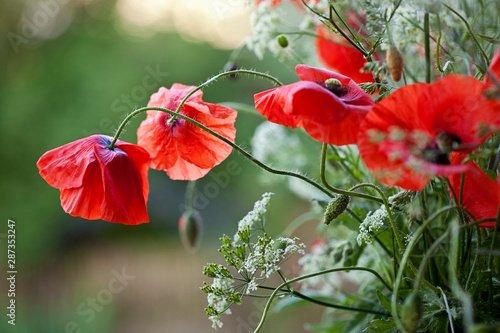 Red Poppy Flowers In Summer