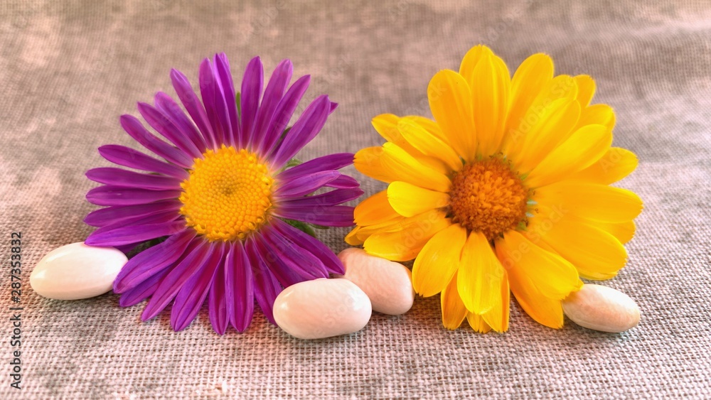 Photography of multicolored natural flower Photography of multicolored natural flower