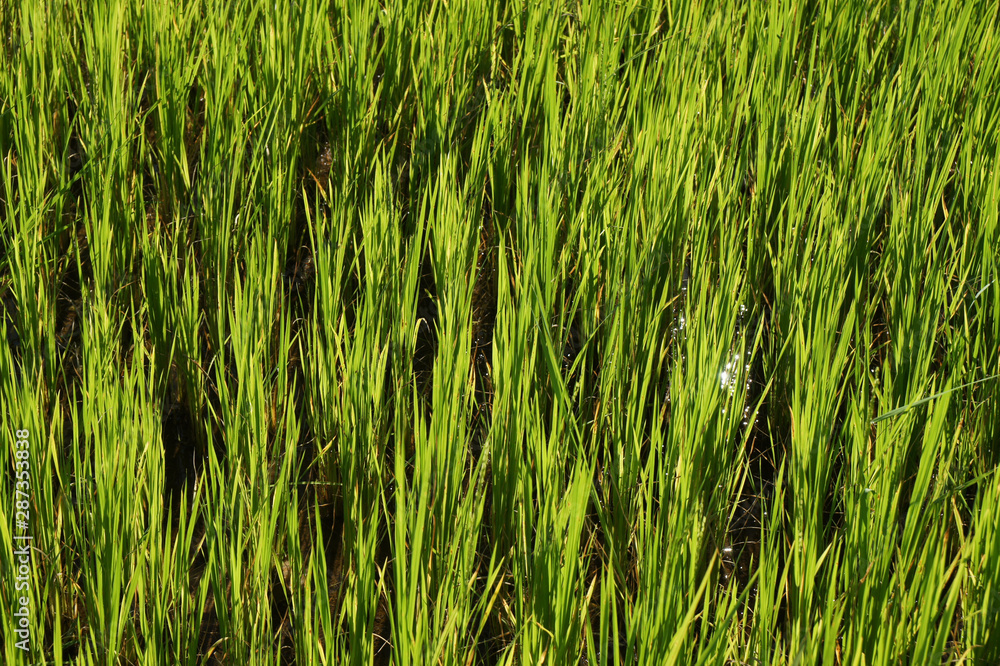 Obraz premium Rice paddy Close Up Growing 